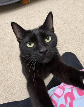 Juniper -  American Shorthair Cat for Adoption in Philadelphia, Pennsylvania - Juniper | PetCurious
