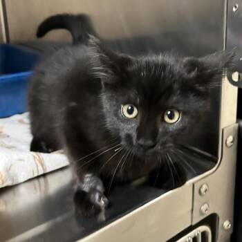 Spinning Barbell Man -  Domestic Short Hair Cat for Adoption in York, Pennsylvania - Spinning Barbell Man | PetCurious