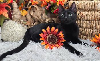 Rescue Domestic Short Hair Cats for Adoption in Ocean Springs, Mississippi - Lugnut - AKA Wuggy-Wuggy Wugnut! | PetCurious