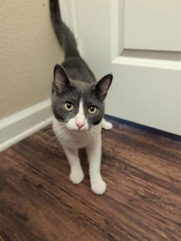 SAMPSON -  Domestic Short Hair Cat for Adoption in San Antonio, Texas - SAMPSON | PetCurious