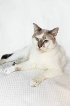 ALBERT -  Siamese and Snowshoe Cat for Adoption in Rowland Heights, California - ALBERT | PetCurious