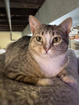 Domestic Short Hair Cats Available for Adoption in Chicago, Illinois - North | PetCurious
