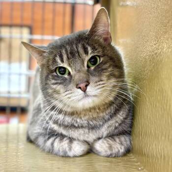 Domestic Short Hair Cats Available for Adoption - Smokey | PetCurious