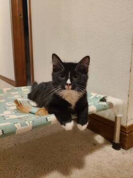 Shelly -  American Shorthair Cat for Adoption in Covington, Louisiana - Shelly | PetCurious