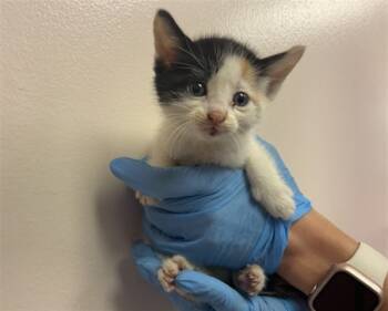 Rescue Domestic Short Hair Cats for Adoption in San Bernardino, California - OLIVIA | PetCurious