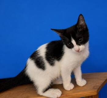 Sharmin -  Domestic Short Hair Cat for Adoption in Richland Hills, Texas - Sharmin | PetCurious