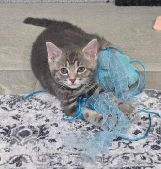 HARRIER -  Domestic Short Hair Cat for Adoption in Colorado Springs, Colorado - HARRIER | PetCurious