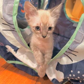 Blue -  Domestic Short Hair Cat for Adoption in Duncan, Oklahoma - Blue | PetCurious
