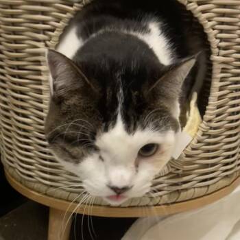 Domestic Short Hair Cats Available for Adoption in Reno, Nevada - Penelope (penny) | PetCurious