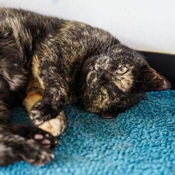 Harley -  Tortoiseshell Cat for Adoption in Lampasas, Texas - Harley | PetCurious