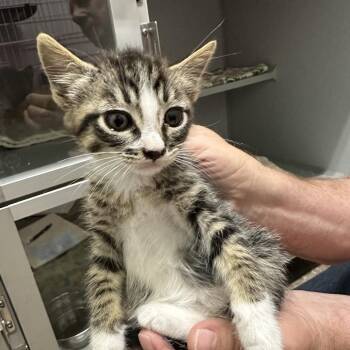 Hank (Green) -  Domestic Short Hair Cat for Adoption in Priest River, Idaho - Hank (Green) | PetCurious