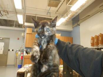 QUINN -  Domestic Short Hair Cat for Adoption in San Jose, California - QUINN | PetCurious