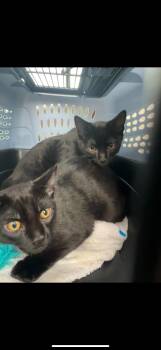 Rescue Domestic Short Hair Cats for Adoption in Auburn, Washington - Shack And Shawn | PetCurious