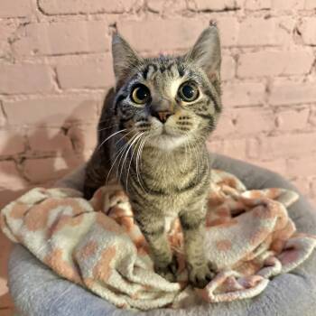 Rescue Domestic Short Hair Cats for Adoption in Milwaukee, Wisconsin - Mary Pickford | PetCurious