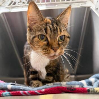 Mia -  Domestic Short Hair Cat for Adoption in Blairsville, Georgia - Mia | PetCurious