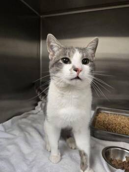 Domestic Short Hair Cats Available for Adoption - Dylan | PetCurious