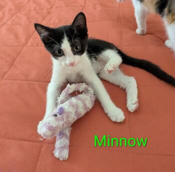 Minnow -  Domestic Short Hair Cat for Adoption in San Tan Valley, Arizona - Minnow | PetCurious
