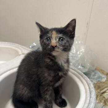 Rescue Domestic Short Hair Cats for Adoption - Yeti | PetCurious