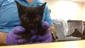 Domestic Short Hair Cats Available for Adoption in Doral, Florida - BRUCE | PetCurious