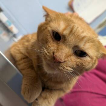 Turbo the Tub -  Domestic Short Hair Cat for Adoption in Dekalb, Illinois - Turbo The Tub | PetCurious