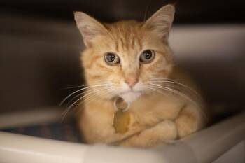 Purr Burger -  Domestic Short Hair and Tabby Cat for Adoption in Mountain Home, Arkansas - Purr Burger | PetCurious