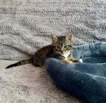 Clem -  Tabby and Domestic Short Hair Cat for Adoption in Vacaville, California - Clem | PetCurious
