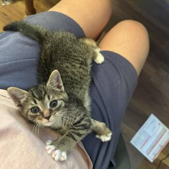 Gong -  Domestic Short Hair Cat for Adoption in Chattanooga, Tennessee - Gong | PetCurious