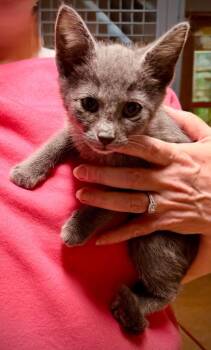 Maisie -  Domestic Short Hair Cat for Adoption in Newnan, Georgia - Maisie | PetCurious