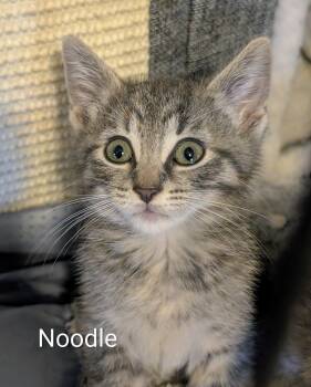 Noodle MD -  Tabby Cat for Adoption - Noodle MD | PetCurious