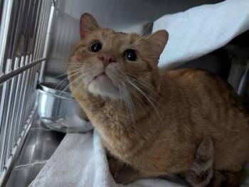 Domestic Short Hair Cats Available for Adoption in Montreal, Quebec - Kobe | PetCurious