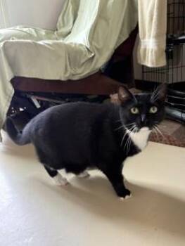 Domestic Short Hair Cats Available for Adoption in Black River Falls, Wisconsin - Chandler | PetCurious