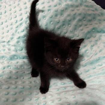 Domestic Short Hair Cats Available for Adoption in Waldorf, Maryland - Mr Fluffypants | PetCurious