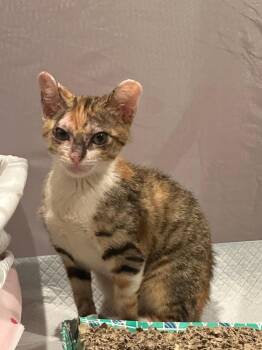 Domestic Short Hair Cats Available for Adoption - Kika | PetCurious
