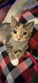 Rescue Domestic Short Hair Cats for Adoption in Lemont, Illinois - Awn | PetCurious