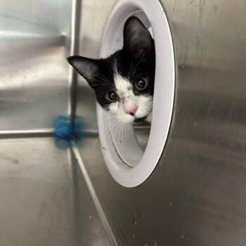 Gail -  Domestic Short Hair Cat for Adoption in Gainesville, Florida - Gail | PetCurious