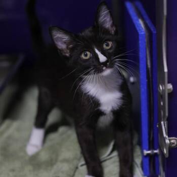 Loganberry -  Domestic Short Hair Cat for Adoption in Los Angeles, California - Loganberry | PetCurious