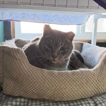 Catrick Swayze -  Domestic Short Hair Cat for Adoption in Saint Paul, Minnesota - Catrick Swayze | PetCurious