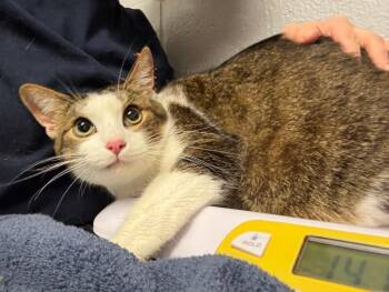 Sandwich -  Domestic Short Hair Cat for Adoption in Cincinnati, Ohio - Sandwich | PetCurious