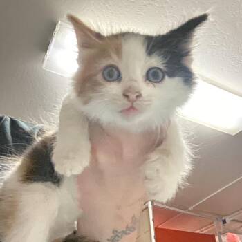 Garlic Salt -  Domestic Long Hair Cat for Adoption in Morgan Hill, California - Garlic Salt | PetCurious