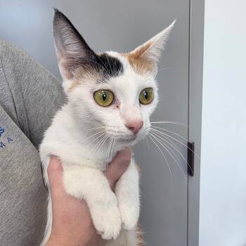 Alaska -  Domestic Short Hair Cat for Adoption in Sand Springs, Oklahoma - Alaska | PetCurious