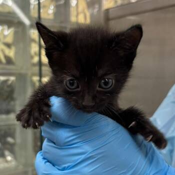 Domestic Short Hair Cats Available for Adoption in West Palm Beach, Florida - Wanda | PetCurious