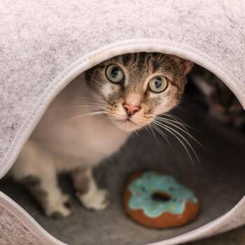 Domestic Short Hair Cats Available for Adoption in Los Angeles, California - Faline | PetCurious