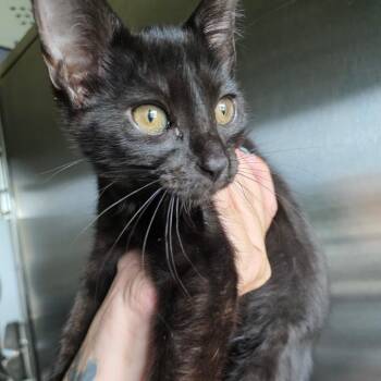 Maggie -  Domestic Short Hair Cat for Adoption in Sand Springs, Oklahoma - Maggie | PetCurious