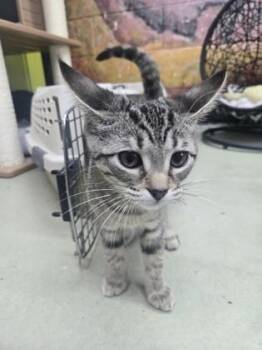 Pearl -  Domestic Short Hair Cat for Adoption in Savannah, Georgia - Pearl | PetCurious