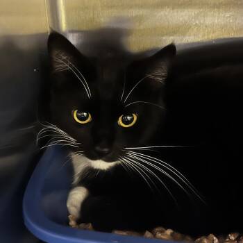 Domestic Short Hair Cats Available for Adoption in Keizer, Oregon - Loca | PetCurious