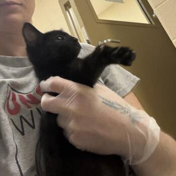 Brian(pink collar) -  Domestic Short Hair Cat for Adoption in Winston-salem, North Carolina - Brian(pink Collar) | PetCurious