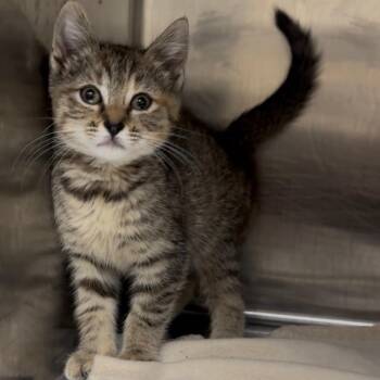 Domestic Short Hair Cats Available for Adoption in Windsor, Virginia - KitKat | PetCurious