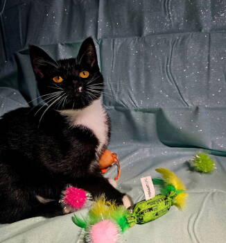 Rescue Domestic Medium Hair Cats for Adoption in Jackson, Georgia - Landry | PetCurious