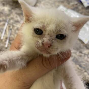 Domestic Medium Hair Cats Available for Adoption - Snowball - 012002U | PetCurious