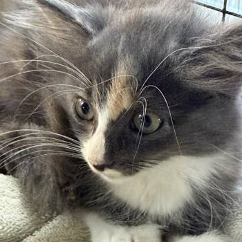 Cinnamon -  Domestic Medium Hair Cat for Adoption in Melrose, Florida - Cinnamon | PetCurious